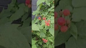 Любимая малина GLEN COE/ Глен Кое 💜 и Black Jewel 🖤 (Блэк Джеве