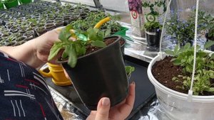 Подкормка обрезанных и переваленных петуний. 31 марта.