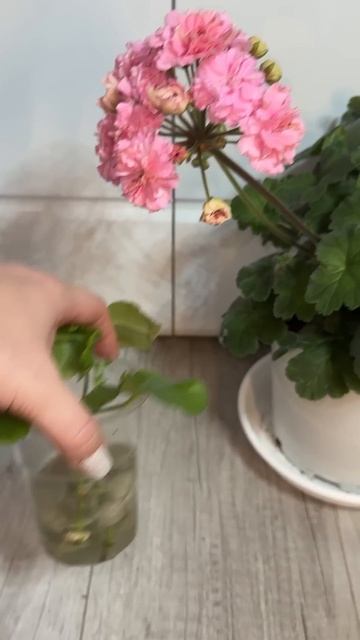 Срочно сделай так с Геранью в Январе! Новый способ пол? смотреть онлайн