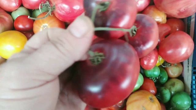 Томаты в открытом грунте выжили после возвратного зам