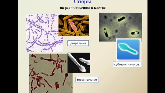 Общая микробиология. Методы микробиологической диагн смотреть онлайн