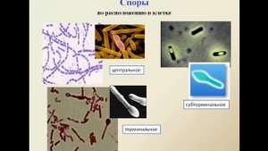 Общая микробиология. Методы микробиологической диагн