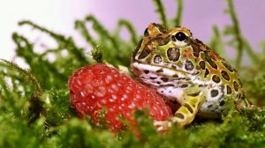 Лягушка поздравляет с Днём Рождения-17-05-20