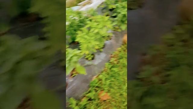 10 июля перец открытый грунт с-з подмосковья смотреть онлайн