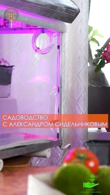 ЗАЧЕМ ДОСВЕЧИВАТЬ РАССАДУ #садоводствосалександромс? смотреть онлайн