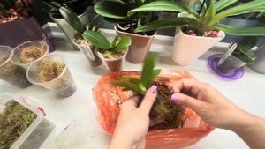 Пересадка подростков 1,7 ОРХИДЕИ 🌱 БЫСТРО, ЛЕГКО И ПРО?