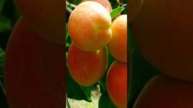 Закупили саженцы на сад!!! #возрождение #монастырь смотреть онлайн