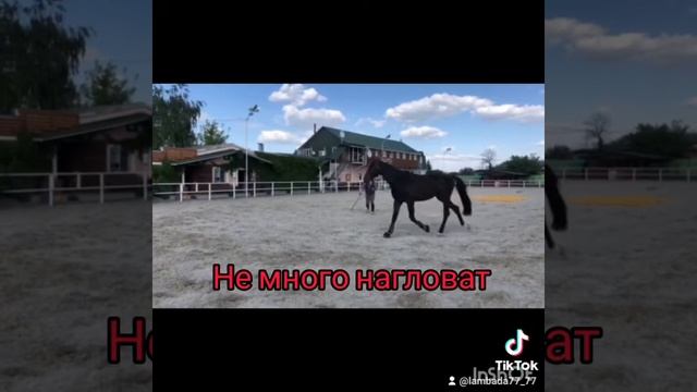 #конный #постой лошадей#продажалошадей