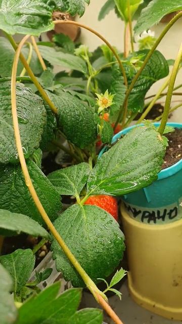 Мой опыт выращивания земляники в квартире смотреть онлайн