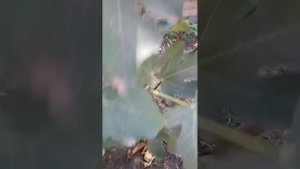 Инжир медовый, урожай