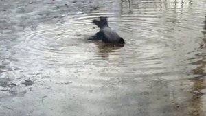 Закаляйся, если хочешь быть здоров! ПРИКОЛ