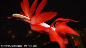 ДЕКАБРИСТ ОТЦВЕЛ ЧТО ДЕЛАТЬ ДАЛЬШЕ? КАК УХАЖИВАТЬ ЗА Д