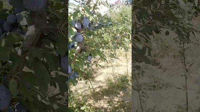 26.08.2024 слива Стенли (Стенлей)