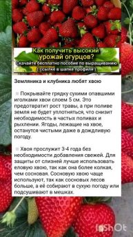 рекомендации по уходу и подкормки клубники