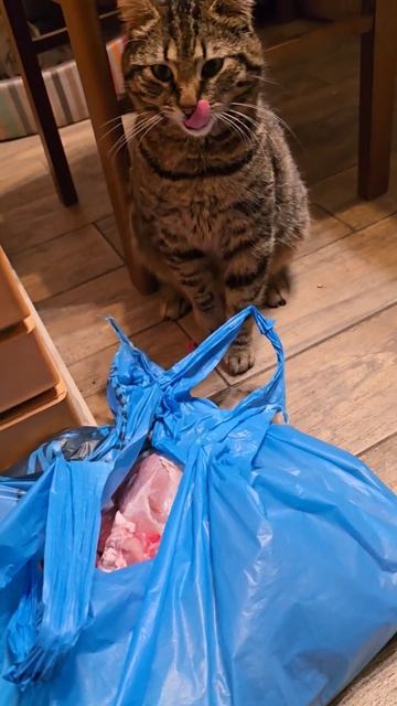 🐯И мясо не съел и по ушам получил. Кот Семён и баранин? смотреть онлайн