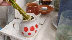 Размножение сортового КАМПСИСА черенками, который по?