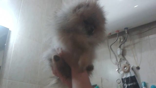 Прикольный шпиц