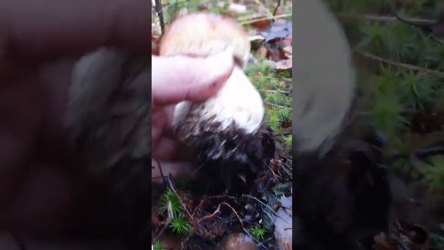 МОЯ ПРЕЛЕСТЬ ! смотреть онлайн