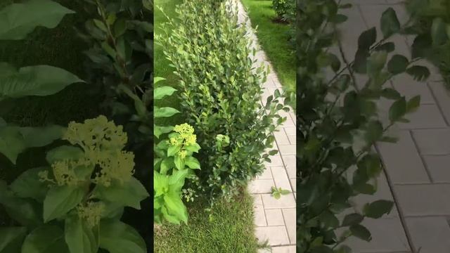Кизильник блестящий ( живая изгородь)