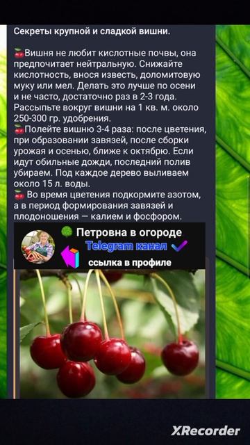 🍒Секреты выращивания Вишни смотреть онлайн