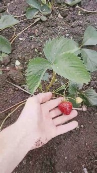новый сорт 🍓Цунаки #клубника #🍓