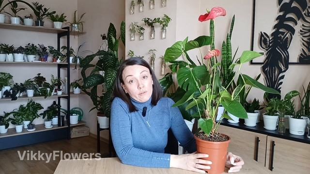 АНТУРИУМ в БЕДЕ:как спасти растение и избавиться от пя