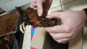 Распаковка посылки с Озона: корень пиона "Жанно". Сажен