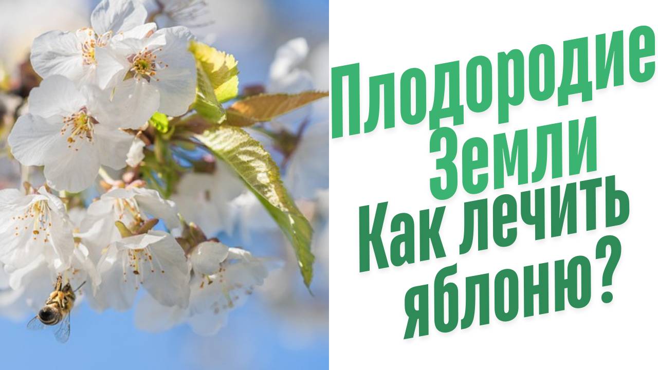 Как лечить яблоню.