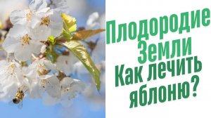 Как лечить яблоню.