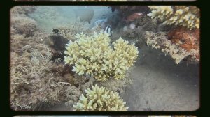 Египет Красное  море