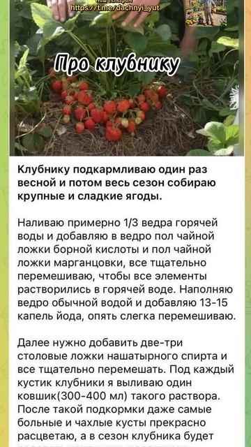 Про клубнику #дача #огород #клубника