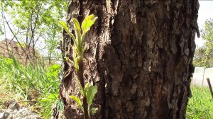 Бессмертное дерево. Меняем крону. Часть 2.