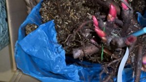 Распаковка корней пионов N5 от 5 декабря 2024