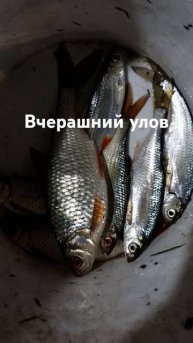 плотва и уклейка #рекомендации#рыбалка#fishing#funny