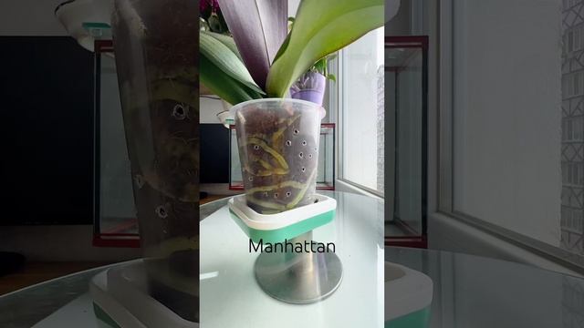 Просушила мелкий грунт и корни после покупки #orhids #фал смотреть онлайн