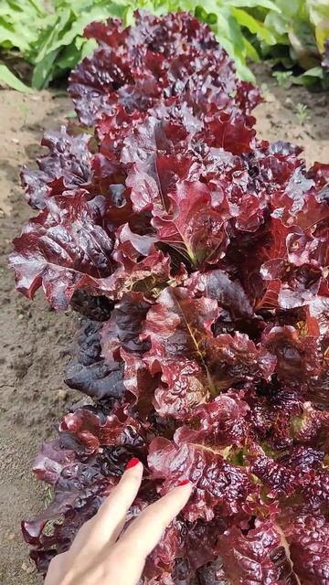 Салат как гриб. Салат Гранатовый Блеск. смотреть онлайн