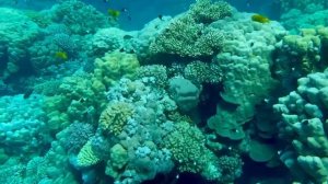 Египетский снорклинг