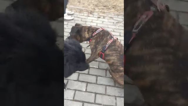 rutube.ru