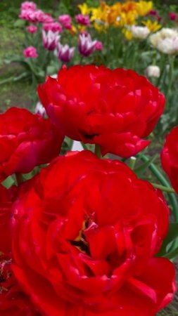 Тюльпан  #flowers #цветы #сад #nature #garden