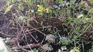 Растительное остатки вред или польза