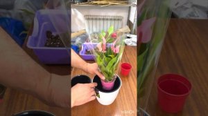 Антуриум лили гүлінің күтімі және пересадка жасау