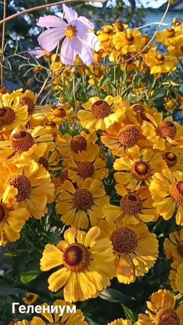 Гелениум. 07.08.2023г. смотреть онлайн