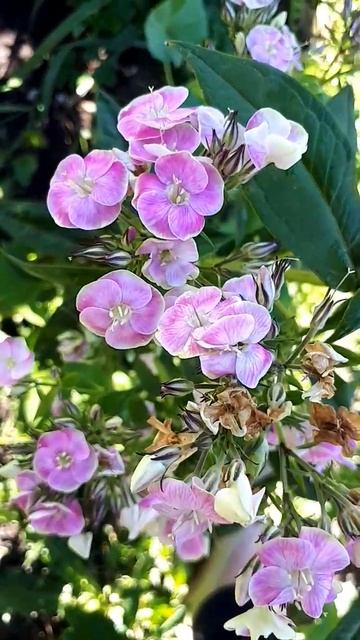 Флокс метельчатый Майк Чойс смотреть онлайн