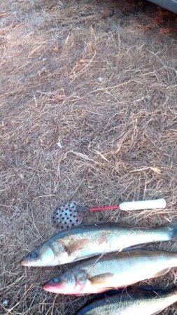 ВОТ ЧТО ДОБЫЛ! #shorts #рыбалка #fishing #рыба #fish #эдвардкосичка  #природа #nature #отдых #врек