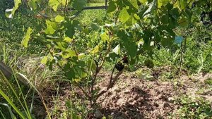 Виноград Пино Менье  открытый грунт под Гатчиной