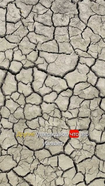 Дрожжевая подкормка это вред? #дача #рассада #сад #огор? смотреть онлайн