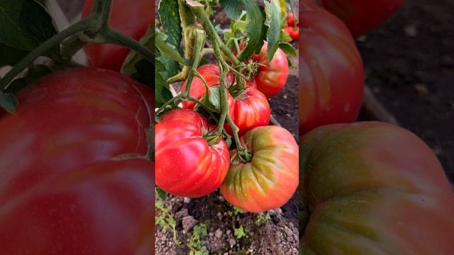 Обзор семян очень больших томатов! смотреть онлайн