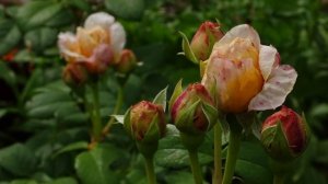 Роза английская ЧАРЛЬЗ ДАРВИН / The English Rose Charles Darwin