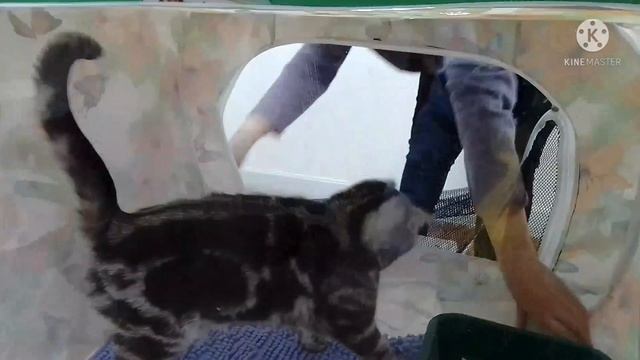 Сходила на выставку кошек.😺👍#влог#волжский#выходной#кошки#выставкакошек#выставка