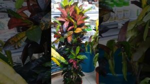 садовый центр Росток Краснодар